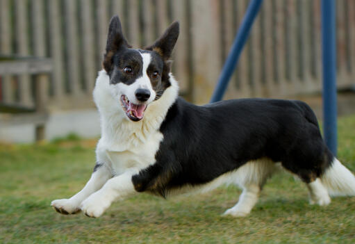 Ein schwarz-weißer erwachsener cardigan-welsh-corgi, der sich gerne bewegt