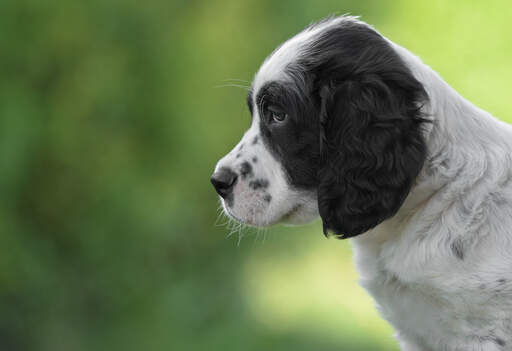 Eine nahaufnahme des kopfes eines wunderschönen, kleinen english setter welpen