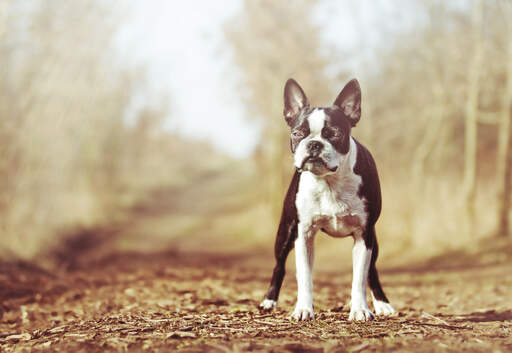 Ein wunderbarer, kleiner boston terrier, der aufrecht steht und auf ein kommando wartet