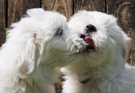 Zwei GorGeous coton de tulears mit einem hundekuss