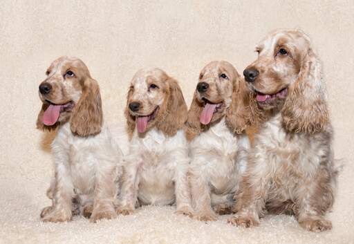 Vier schöne kleine englische cockerspaniels sitzen zusammen