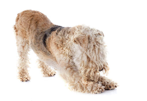 Ein lakeland terrier, der sich ausgiebig streckt