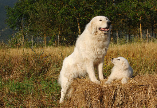 Maremma-schafhund-mit-welpe