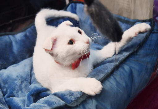 Weiße ukranische levkoy katze in einem blauen katzenbett