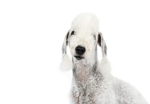 Eine nahaufnahme der schönen langen ohren eines bedlington terriers