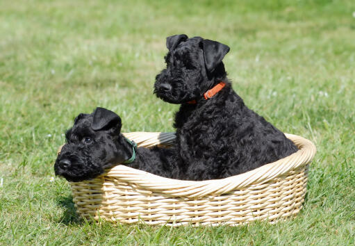 Ein wundervoller kleiner, schwarzer kerry blue terrier-welpe, der in einem korb sitzt