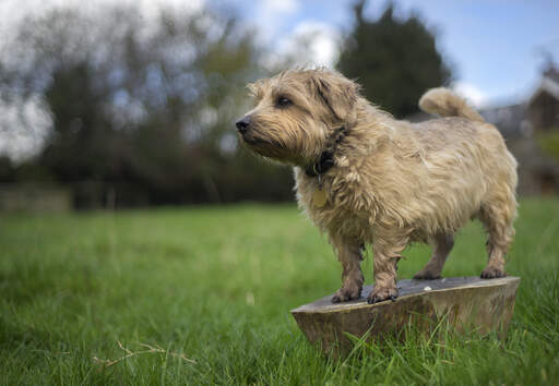 Ein erwachsener norfolk terrier, der sein wunderbares, kurzes und struppiges fell zur schau stellt