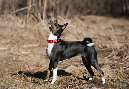 Ein junger, schwarzer basenji mit schönen spitzen ohren