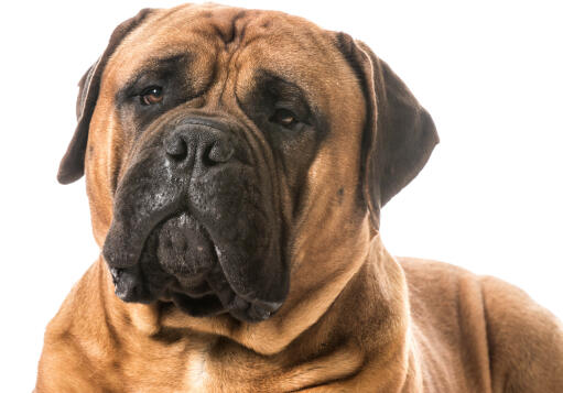 Eine nahaufnahme des typischen faltigen gesichts eines bullmastiffs