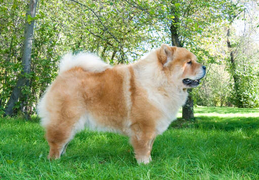 Ein ausgewachsener chow-chow mit einem schönen körperbau und spitzen ohren