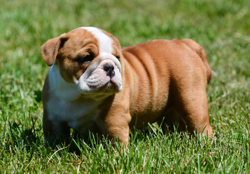 Ein schöner, kleiner englischer bulldoggenwelpe, der die sonne genießt