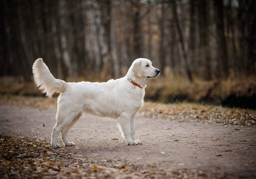 Ein Golden retriever's beautiful big body and great big tail