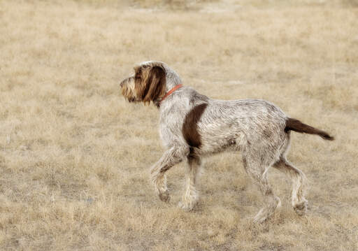 Ein spinone italiano, der sein weiches, drahtiges fell und seinen spitzen schwanz zur schau stellt