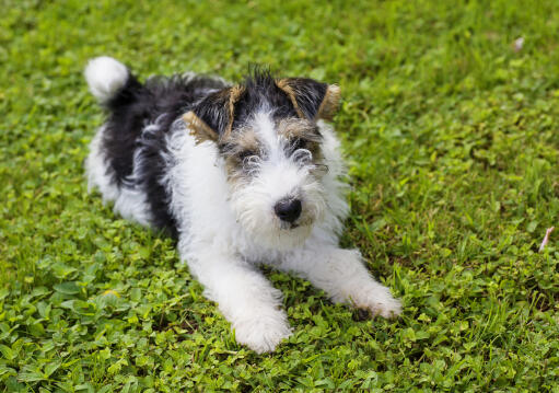 Ein junger foxterrier im gras liegend, bereit zum spielen