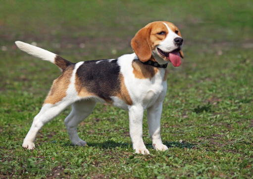 Ein beagle-welpe mit herausgestreckter zunge und schwanz in der luft
