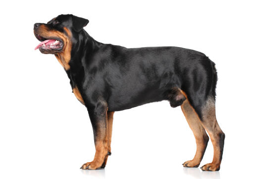  GorGeous erwachsener männlicher rottweiler, der aufrecht steht und seinen muskulösen körperbau zur schau stellt