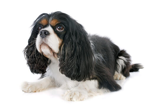 Ein schwarz-weißer cavalier king charles spaniel mit einem schönen, weichen fell