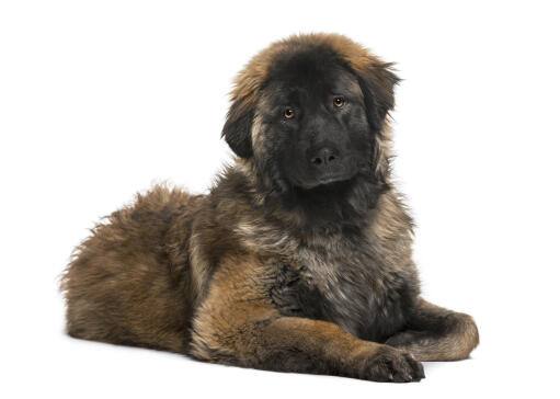 Ein junger leonberger mit struppigem fell, der schön auf dem boden liegt