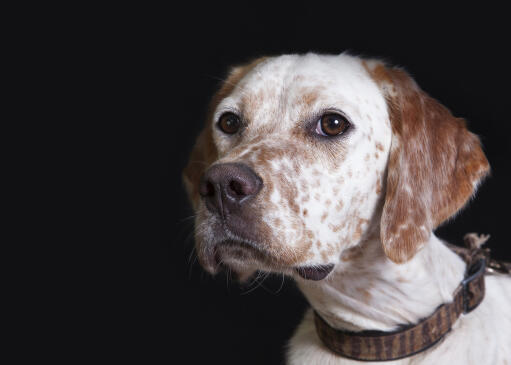 Eine nahaufnahme des schönen, weichen, weiß-braunen fells eines english setters