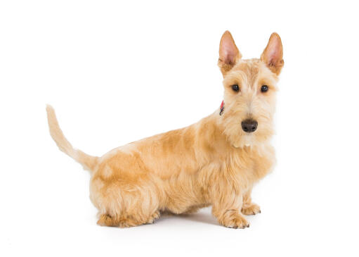 Ein blonder schottischer terrier mit schönem, weichem fell und schwingender rute