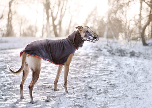 Ein gesunder, erwachsener whippet, der einen spaziergang im freien genießt Snow