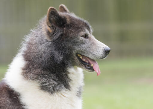 Nahaufnahme des seitenprofils eines kanadischen eskimo-hundes