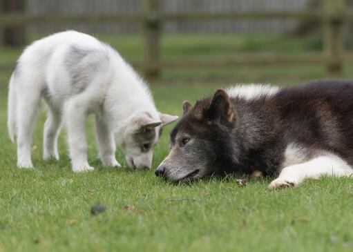 Ein kanadischer eskimohund, der mit seinem welpen spielt