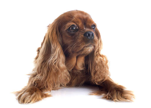 Ein junger brauner cavalier king charles spaniel mit schönem weichen fell