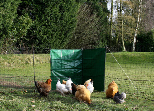 Den hühnern einen geschützten auslauf zu bieten