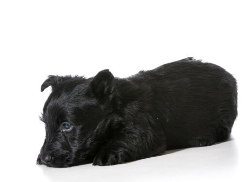  GorGeous, kleiner, schwarzer scottish-terrier-welpe auf dem boden liegend