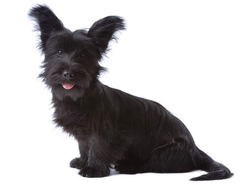 Ein schwarzer skye terrier mit gepflegtem fell und gepflegtem bart