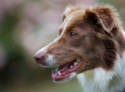 Eine nahaufnahme der schönen langen nase und des weichen, braunen fells eines border collies