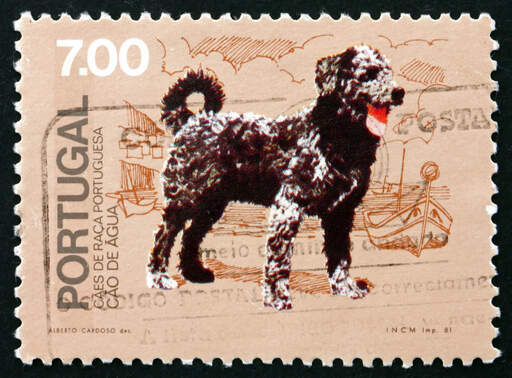 Eine briefmarke mit einem portugiesischen wasserhund