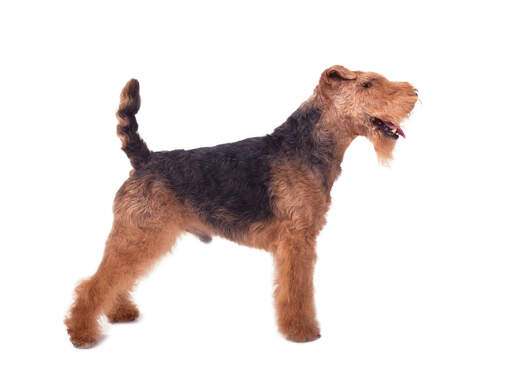 Ein welsh-terrier-rüde, der seinen schönen kurzen körper und seine langen beine zur schau stellt