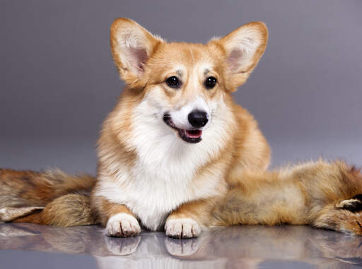 Das schöne, dichte, hellbraune und weiße fell eines cardigan welsh corgis