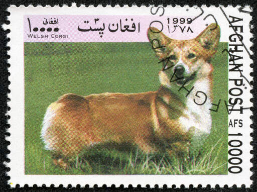 Ein cardigan welsh corgi auf einer afghanischen briefmarke