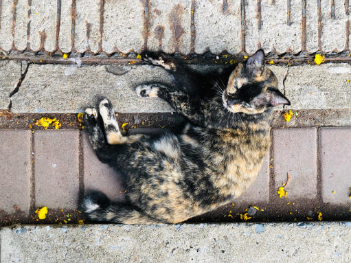 Asiatische schildpattfarbene katze auf dem bürgersteig liegend von oben