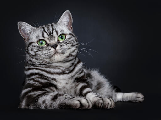 Britisch kurzhaar silber gestromte katze liegend vor einem dunklen hintergrund