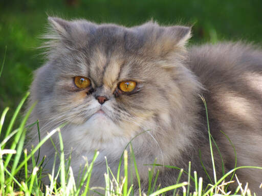 Ein schöner verdünnter perserkatze im gras liegend