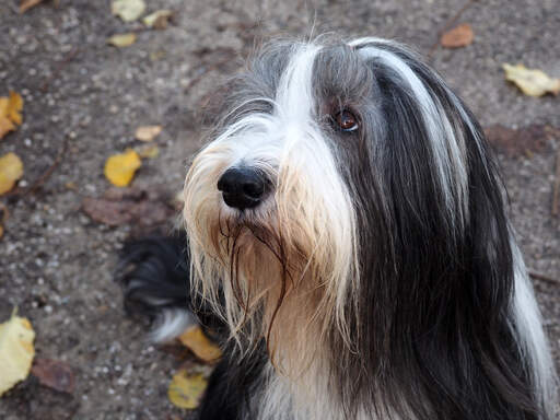 Ein bearded collie, der geduldig auf die aufmerksamkeit seines besitzers wartet