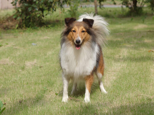 Das gesunde, lange fell und die große, buschige rute eines ausgewachsenen collies