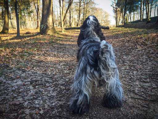 Ein englischer cockerspaniel, der seine wundervoll gepflegten beine zur schau stellt