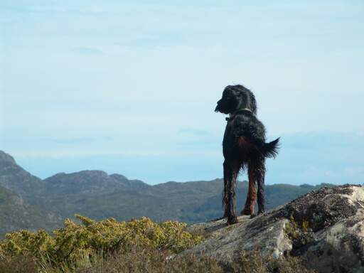 Ein Gordon setter, der aufrecht steht und sein wunderschönes, schwarz-braunes fell zur schau stellt