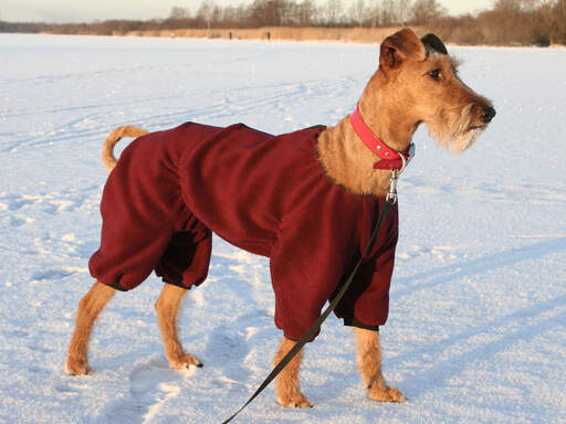 Ein schöner, großer irischer terrier, der einen roten mantel trägt, um ihn warm zu halten