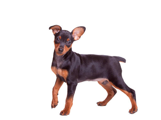 Ein süßer kleiner miniaturpinscher mit frechen kleinen ohren