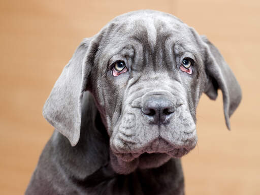 Eine nahaufnahme des weichen fells und der faltigen haut eines neapolitanischen mastiff-welpen