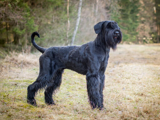 Riesen-schnauzer-außen