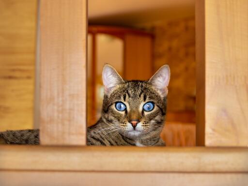 Ojos azules mit intensiven augen, die aus einem stuhl herausschauen