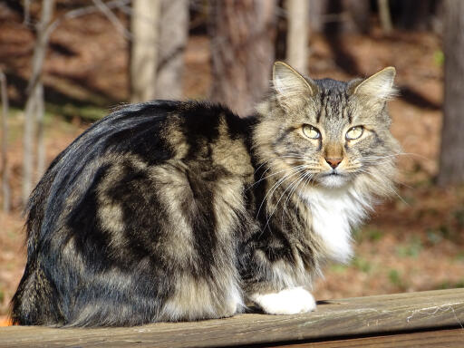 Amerikanische langhaar-bobtail-katze im wald sitzend