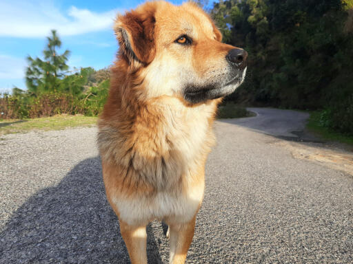 Hübscher chiNook hund, der in die ferne blickt, mit einem waldstück im hintergrund